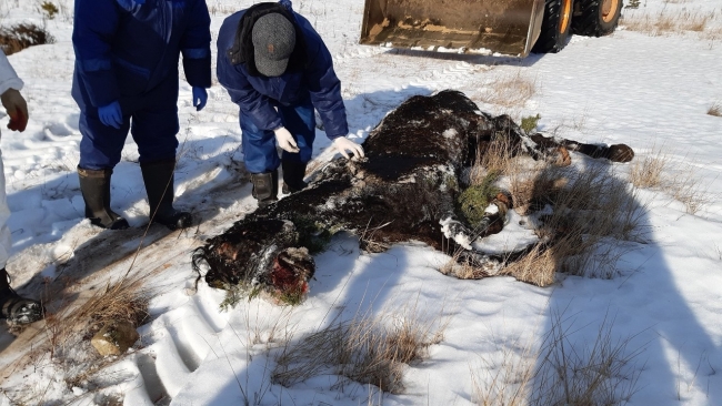 Image for Лошадей из "концлагеря" в Дзержинске нашли мертвыми в лесу
