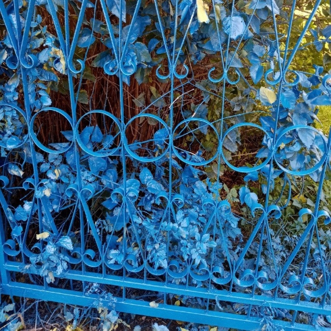 Image for В Выксе школьный забор покрасили в синий цвет вместе с растениями