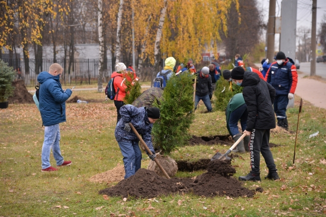 Image for В Дзержинске высадили саженцы хвойных деревьев 
