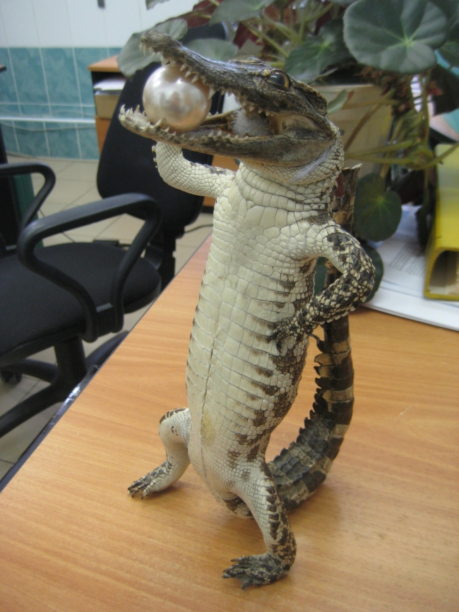 Image for Двух сиамских крокодилов из Вьетнама изъяли нижегоодские таможенники