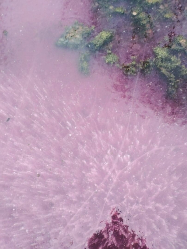 Image for Розовое озеро в Арзамасе проверило Минэкологии