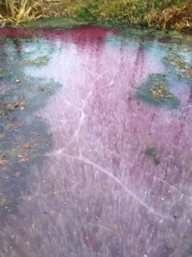 Image for Розовое озеро в Арзамасе проверило Минэкологии