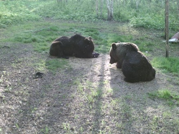 Image for В Нижегородской области увеличилась численность бурых медведей