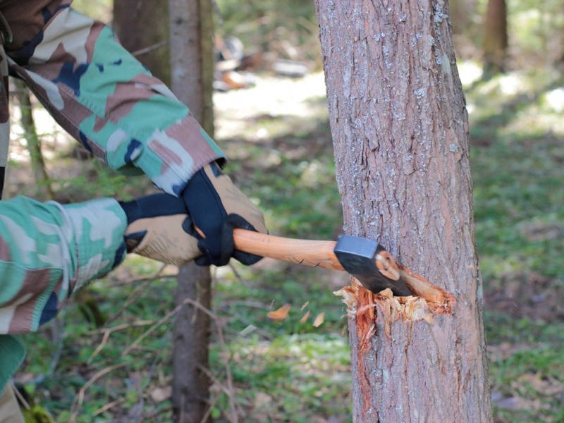 Нижегородскому пенсионеру грозит 2 года тюрьмы за вырубку трех деревьев 