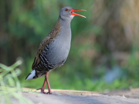 Вымерший 136 тыс. лет назад вид птиц снова возродился на Сейшелах