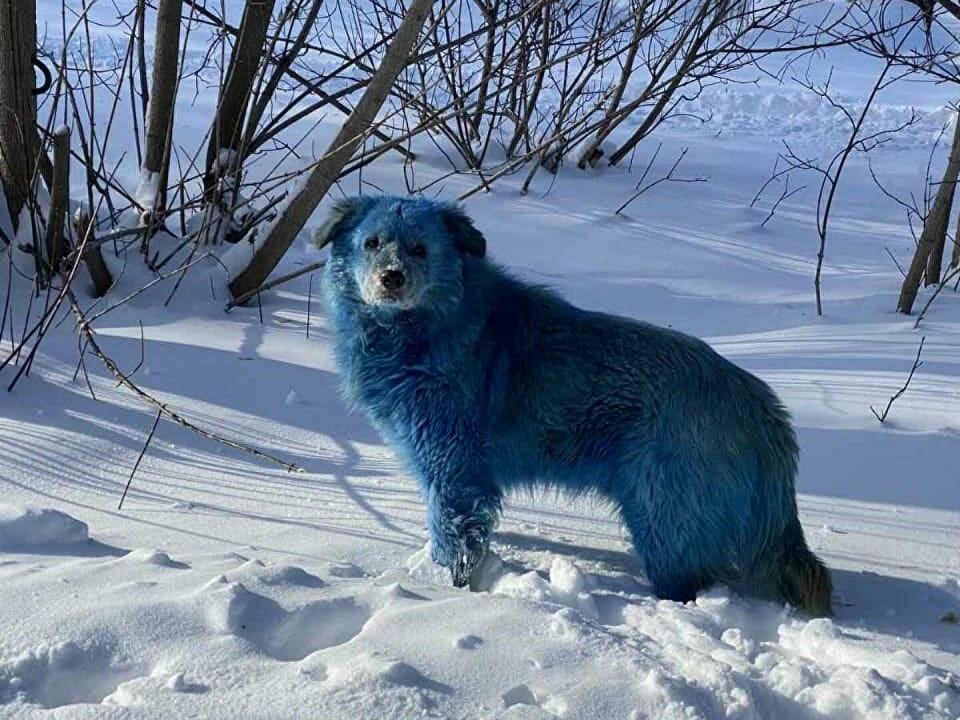 Image for В Дзержинске построят вольер для синих собак