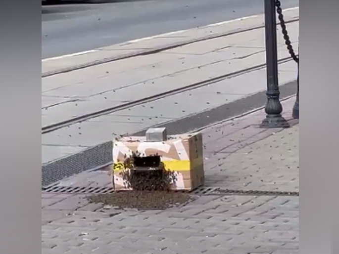 Image for Неизвестный оставил коробку с пчелами в центре Нижнего Новгорода