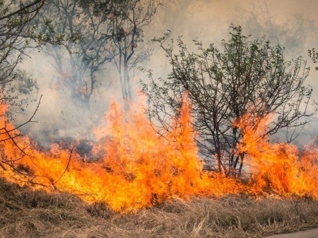 Image for До 15 июля в Нижегородской области сохранится чрезвычайная пожароопасность лесов 