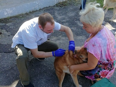 Бесплатная вакцинация домашних животных от бешенства пройдет в Нижегородской области