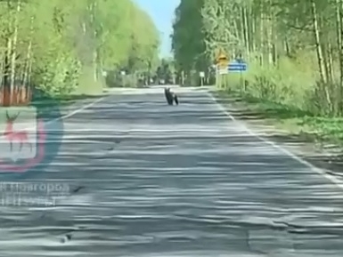 Медведь вышел навстречу нижегородцам