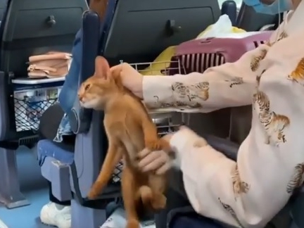 Пассажирка поезда «Стриж» жестоко обращалась с кошкой во время поездки