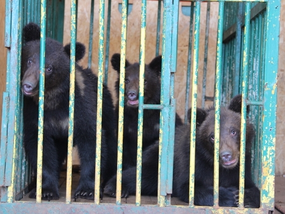 Трёх медвежат из зоопарка «Мишутка» в Нижнем Новгороде выпустят в дикую природу в Керженском заповеднике Нижегородской области