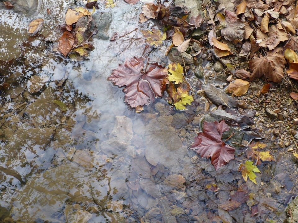 Воду Васильевского ручья в городе Дзержинске Нижегородской области загрязнили сбросом из канализации
