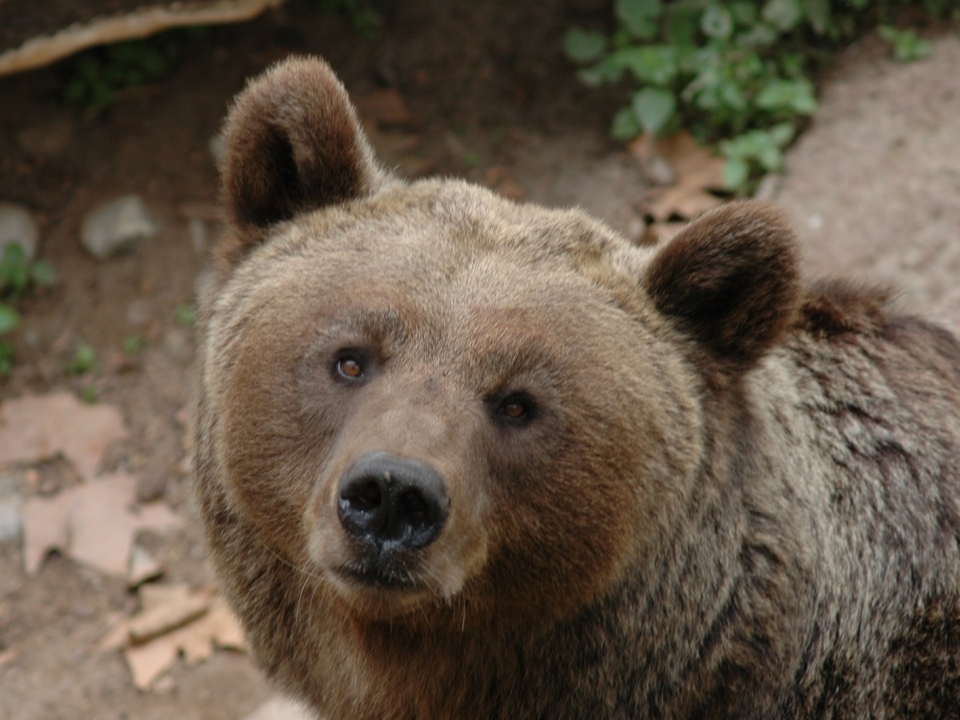 Жители Лысковского района Нижегородской области пытались прикормить дикого медвежонка из леса