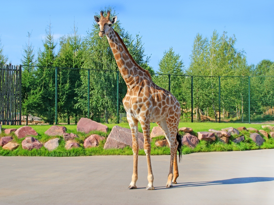 День рождения жирафа Радуги отпразднуют в зоопарке «Лимпопо» Нижнего Новгорода