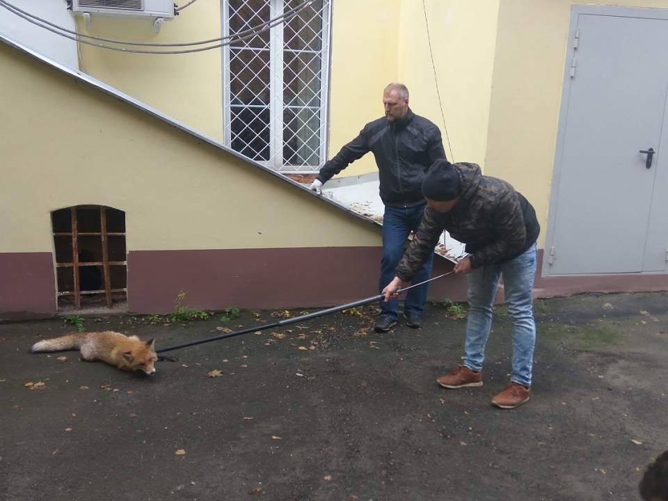 Дикую лисицу поймали на территории кремля в Нижнем Новгороде