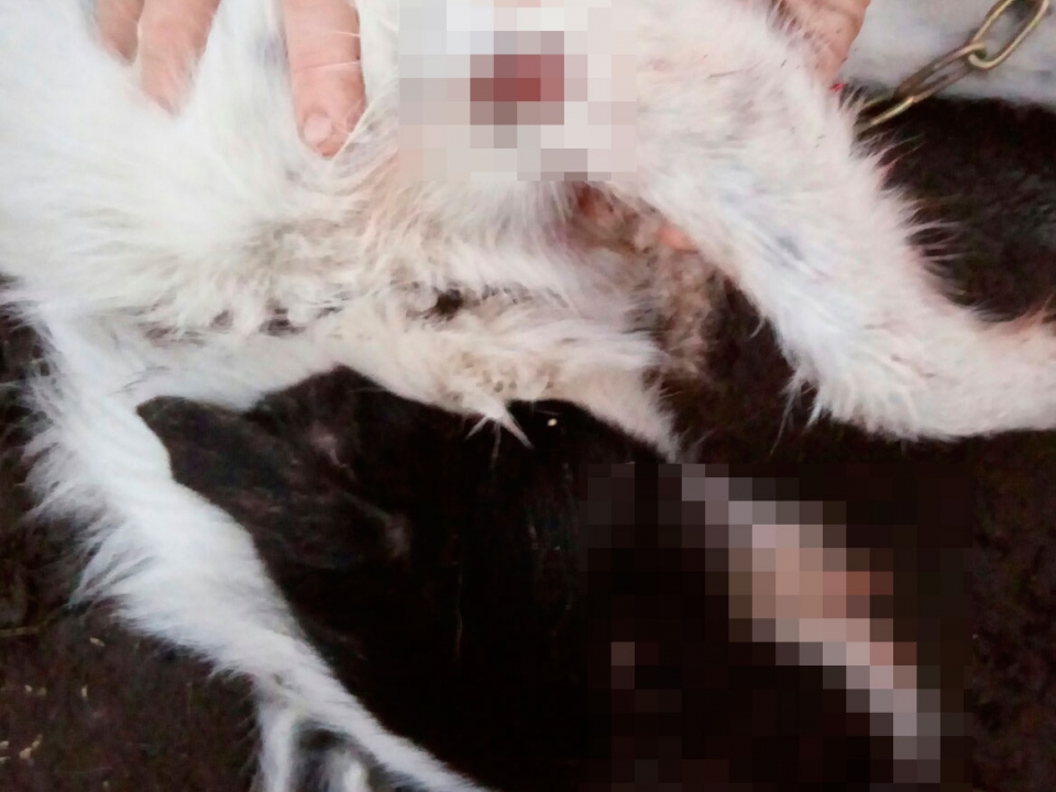В Семёновском районе Нижегородской области ветеринар расстрелял из ружья чужих собак