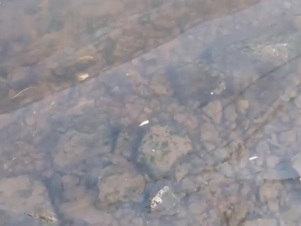 Image for Новые нефтяные пятна обнаружены в воде реки Волга в Нижнем Новгороде