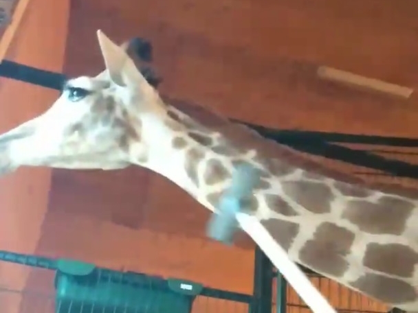 Массаж жирафа «Радуги» в зоопарке «Лимпопо» в Нижнем Новгороде сняли на видео