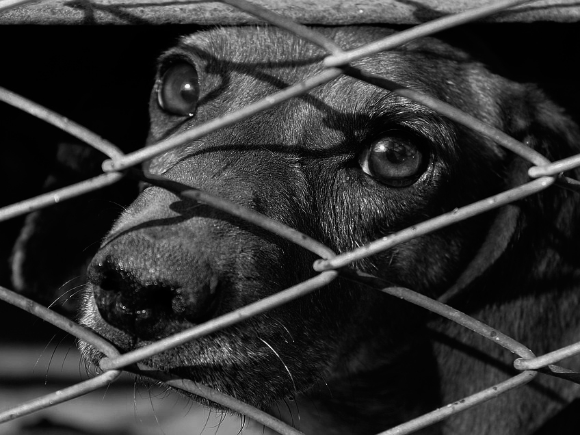 Image for Организатор «Левинковского концлагеря для собак» не понёс никакого наказания