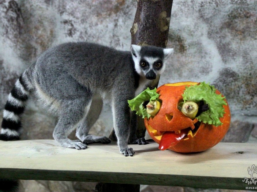 Image for Хэллоуин для животных пройдёт в нижегородском зоопарке «Лимпопо»