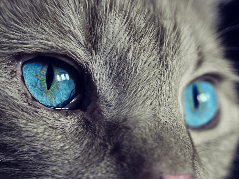 Image for В России создают первую в мире вакцину от аллергии на кошек