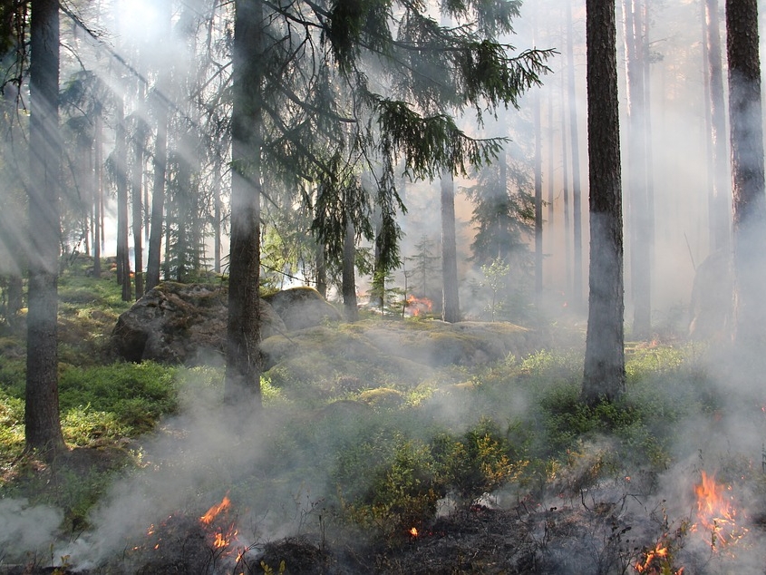 Image for Высший класс пожароопасности ожидается в северных районах Нижегородской области