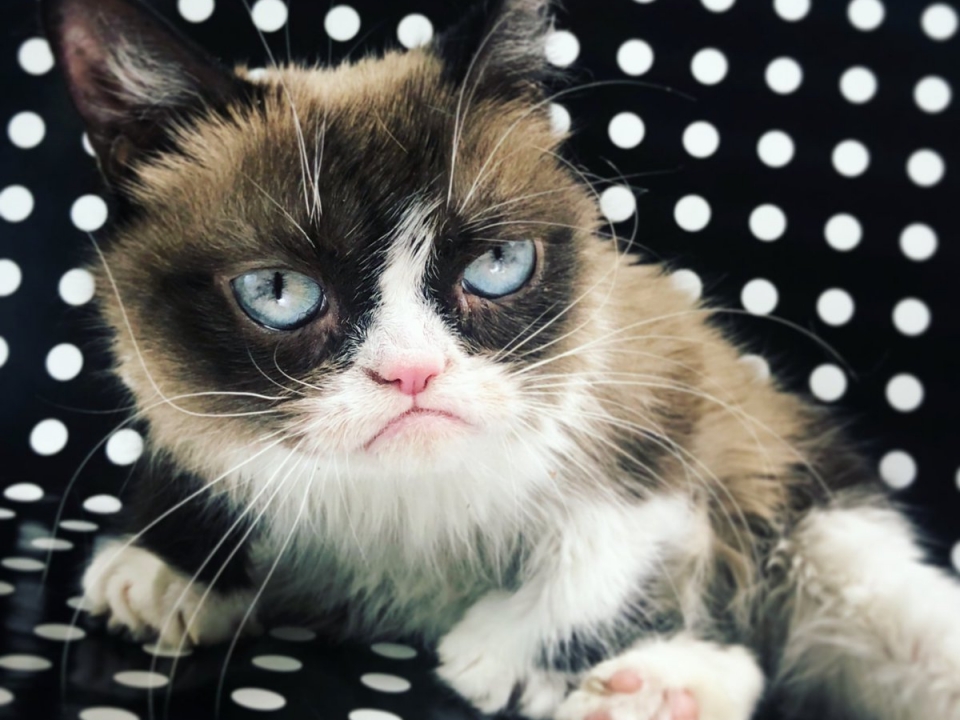 Image for В США умер популярный интернет-котик Grumpy Cat