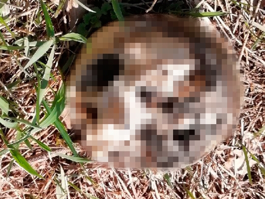 Image for Человеческий череп найден на берегу озера в Дзержинске