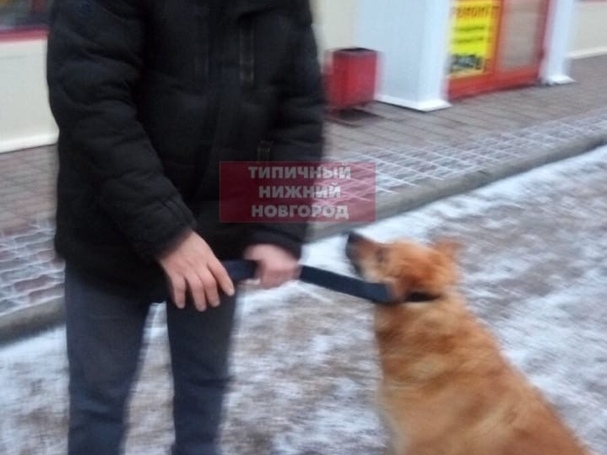 Image for В Нижнем Новгороде появился мужчина, отлавливающий бродячих собак ремнем