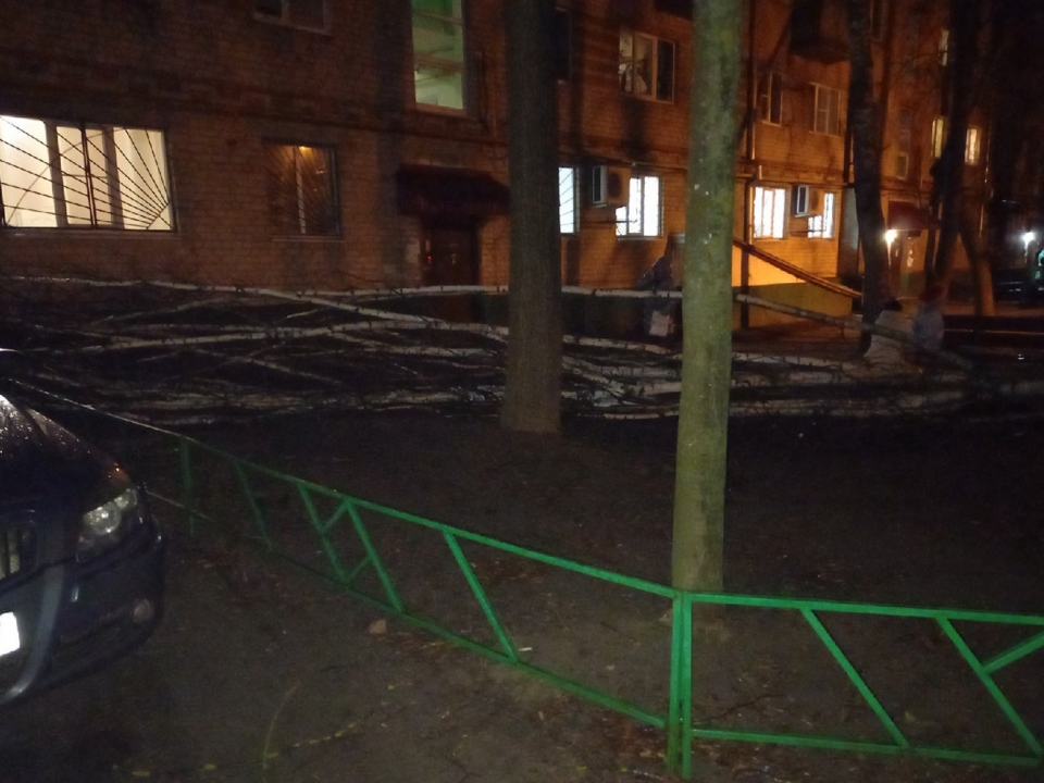Image for Упавшее дерево придавило ребенка в Выксе