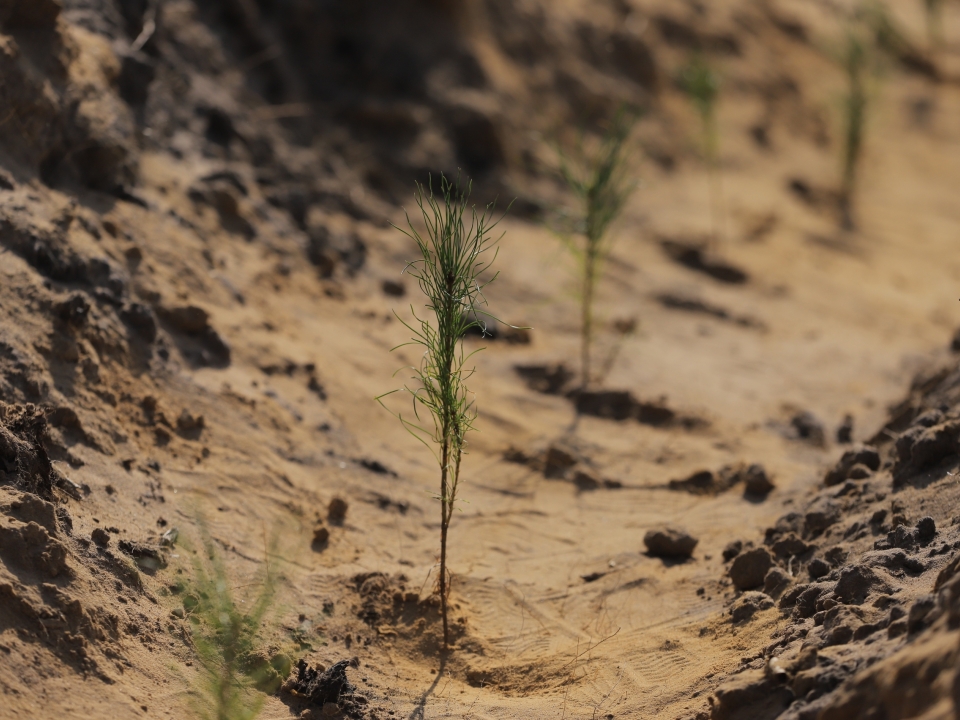 Сеянцы сосны обыкновенной высадили в городских лесах Дзержинска