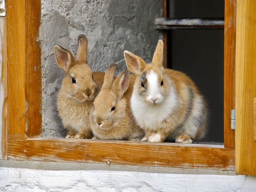 Image for Жительницу Ардатовского района осудят за ложный донос о краже кроликов