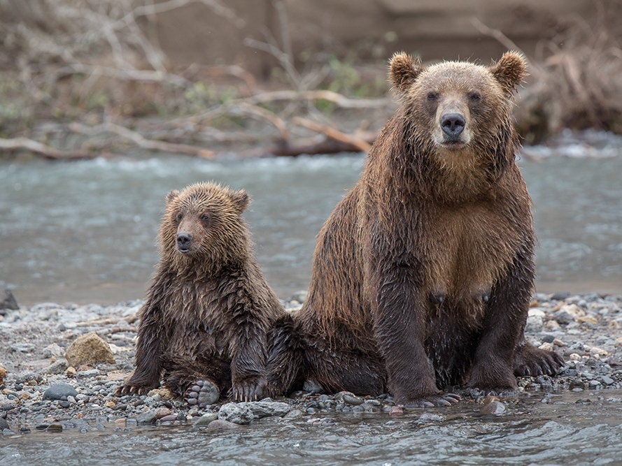Image for Количество медведей в Нижегородской области увеличилось почти до тысячи