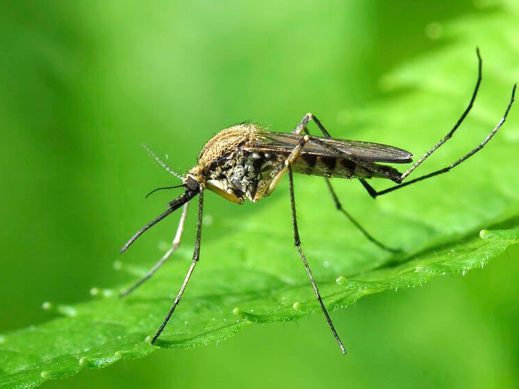 Image for Как бороться с комарами: подборка советов для нижегородцев