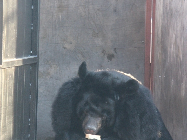 Image for Медведица, переехавшая из зоопарка «Мишутка» в «Лимпопо», скончалась