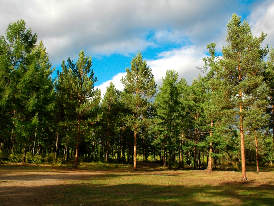 Image for Глеб Никитин утвердит проект Лесного плана региона до конца года