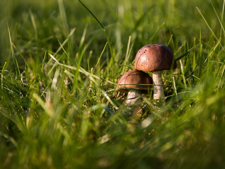 Image for 19 нижегородцев отравились грибами в 2018 году