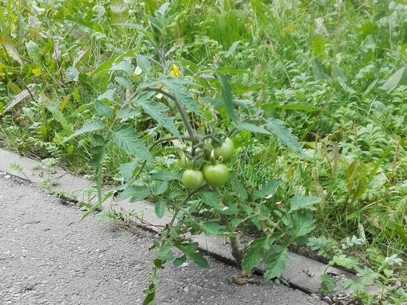 Image for В Нижнем Новгороде прямо на дорогах растут овощи