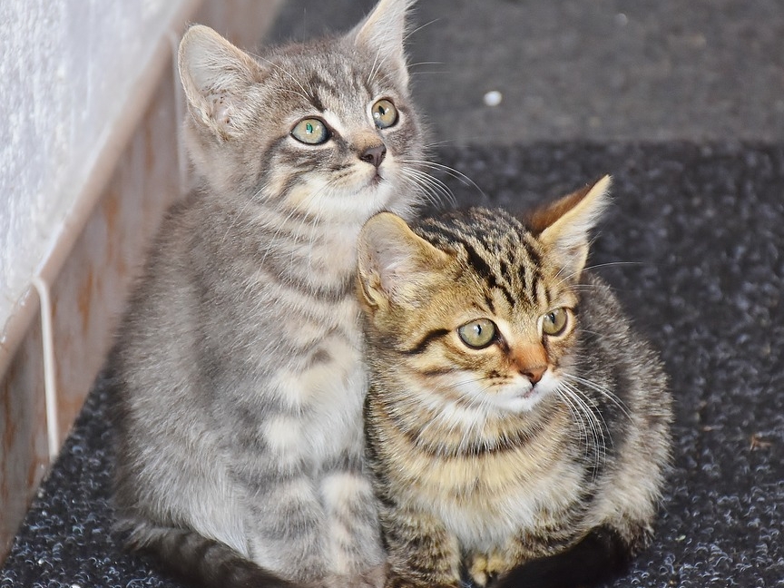 Image for В Нижнем Новгороде два кота остались запертыми в квартире умершего хозяина без еды и воды