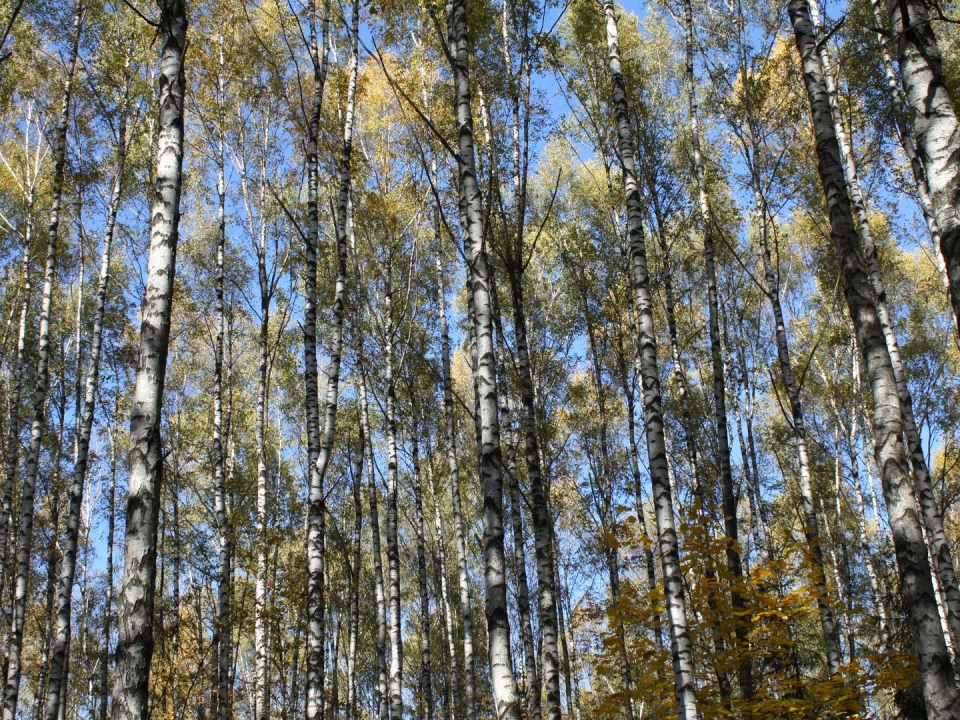 Image for Более 3 миллионов деревьев планируют высадить в лесах Нижегородской области
