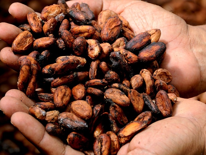 Image for Учёные обнаружили в какао новые полезные свойства