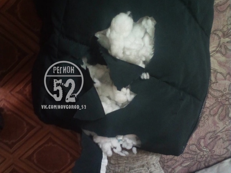 Image for Собака напала на маму с ребенком в Красных Баках