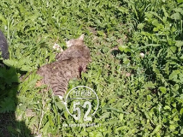 Живодер отстреливает кошек в Нижнем Новгороде