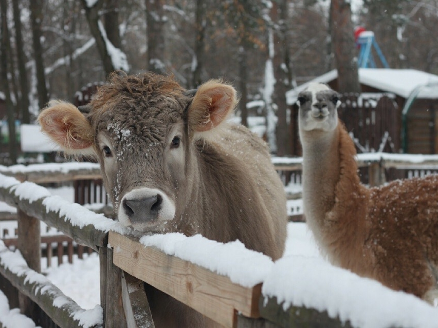 Image for Контактный зоопарк в Дзержинске раздаёт животных в связи с закрытием