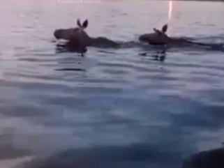 Image for Нижегородцы сняли на видео переплывающих реку лосей