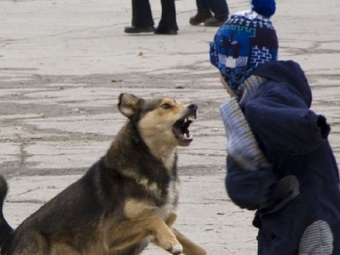 Image for СК начал проверку по факту нападения собаки на ребенка в Нижнем Новгороде