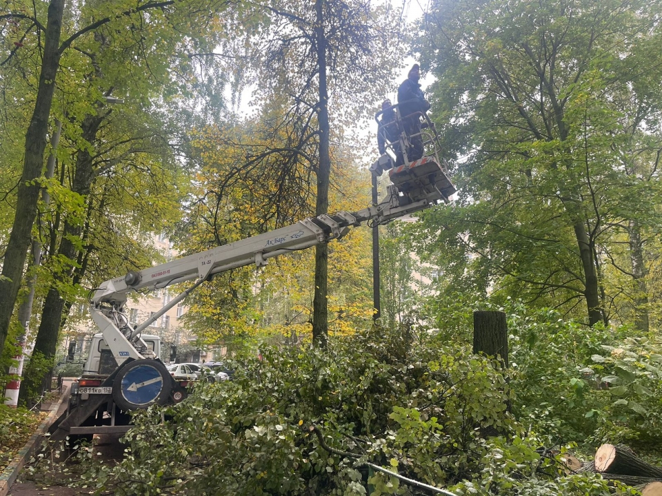 Image for Свыше 70 аварийных деревьев уберут в Приокском районе Нижнего Новгорода