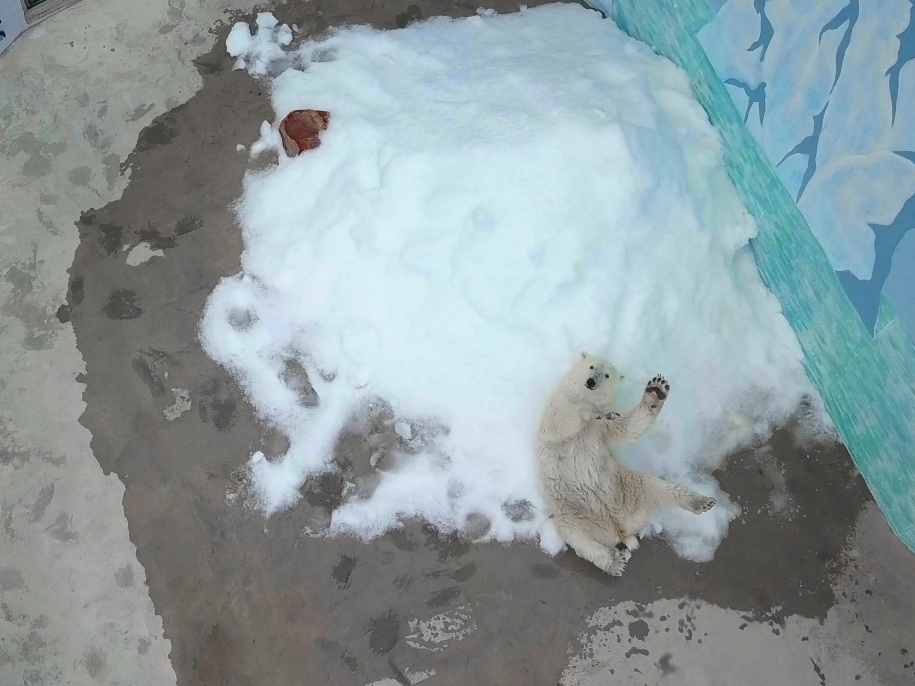 В нижегородском зоопарке для белой медведицы выпал первый снег