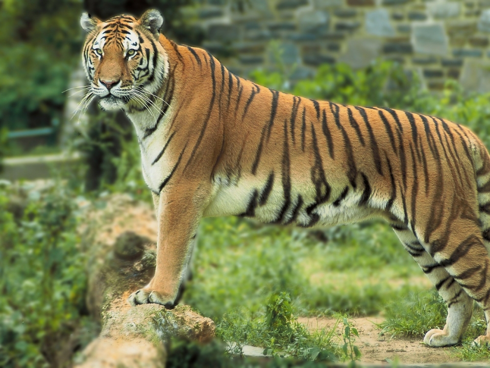 Image for Бенгальского тигра Барсика зоопарка «Лимпопо» взяли под опеку 